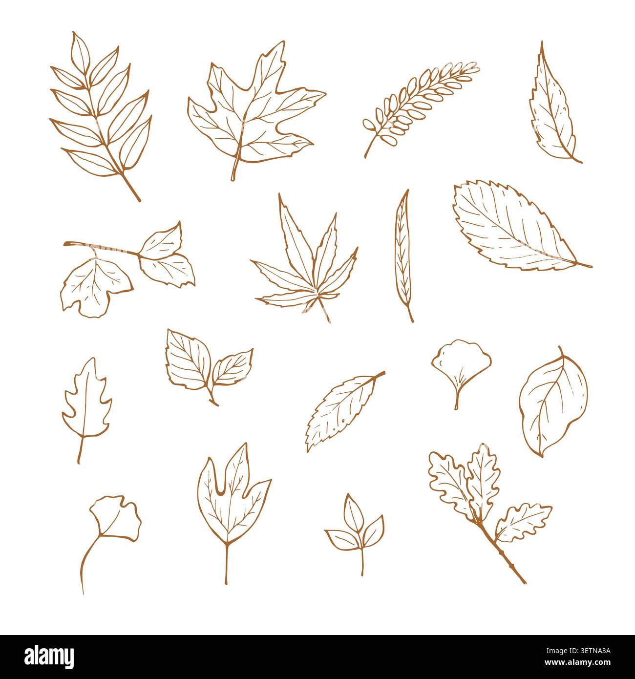 Ensemble fantaisiste de différentes feuilles d'automne Illustration de Vecteur