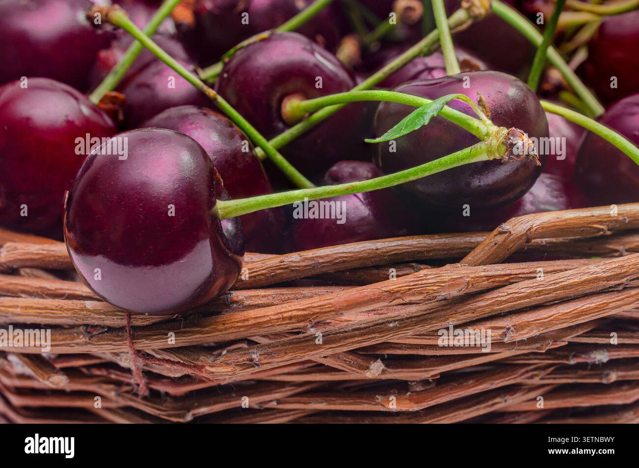 Cerises douces foncées mûres avec des tiges vertes dans un panier en osier. Récolte d'été fraîche, fruits biologiques sains, macro gros plan avec texture naturelle et vib Banque D'Images