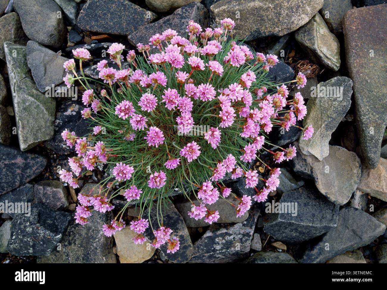 Sea Thrift (Armeria maritima) poussant sur un brise-lames rocheux dans la zone portuaire, North Uist, Hébrides extérieures, Îles occidentales, Écosse, mai Banque D'Images