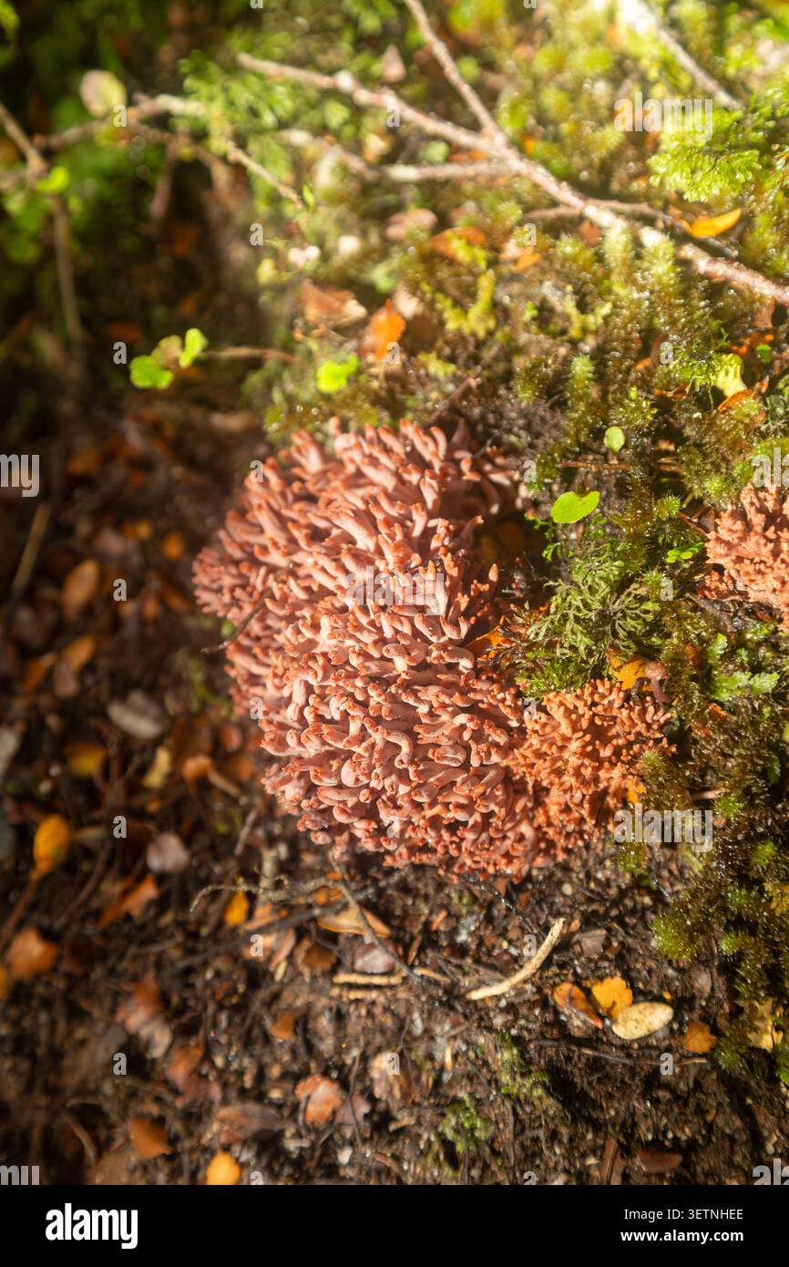 Un membre du genre Ramaria, communément connu sous le nom de champignons coralliens en raison de leurs ramifications, structures ressemblant au corail, Kepler Great Walk, Nouvelle-Zélande Banque D'Images
