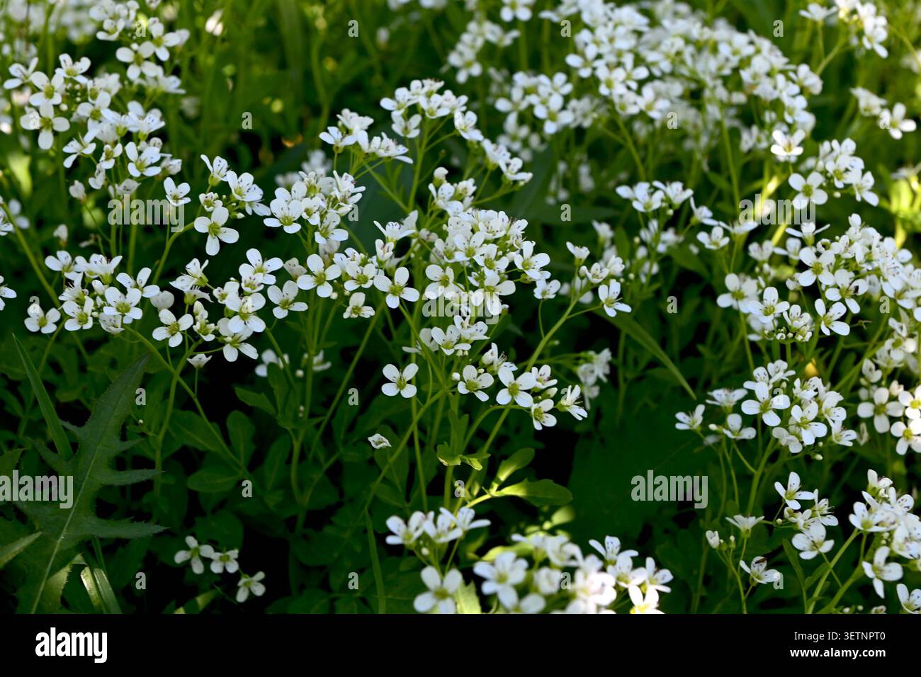 Fleurs blanches fraîches de Cardamine amara, connu sous le nom de grand cresson amer, poussant dans une zone humide près d'une rive de rivière au printemps. Banque D'Images