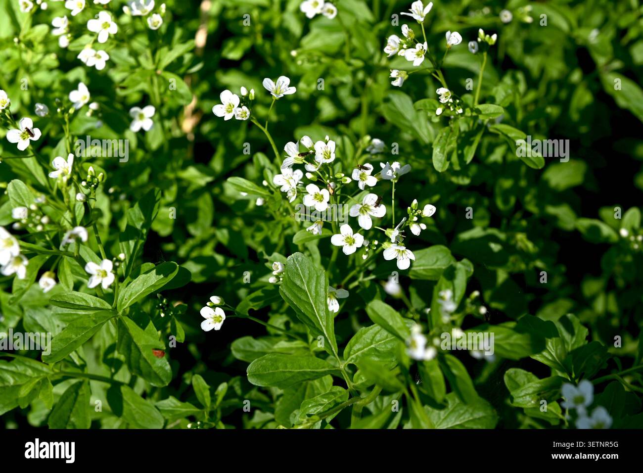Fleurs blanches fraîches de Cardamine amara, connu sous le nom de grand cresson amer, poussant dans une zone humide près d'une rive de rivière au printemps. Banque D'Images