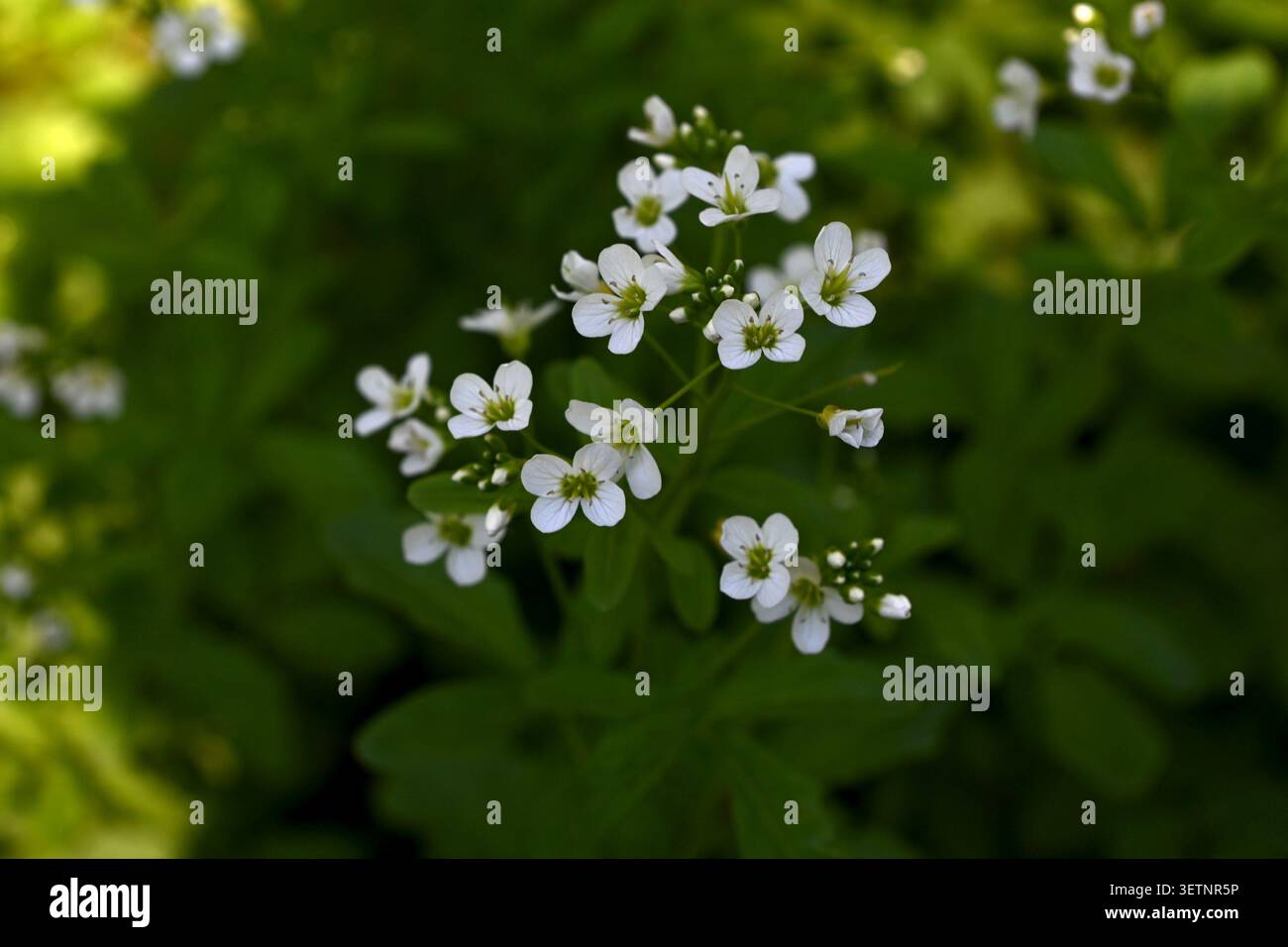 Fleurs blanches fraîches de Cardamine amara, connu sous le nom de grand cresson amer, poussant dans une zone humide près d'une rive de rivière au printemps. Banque D'Images