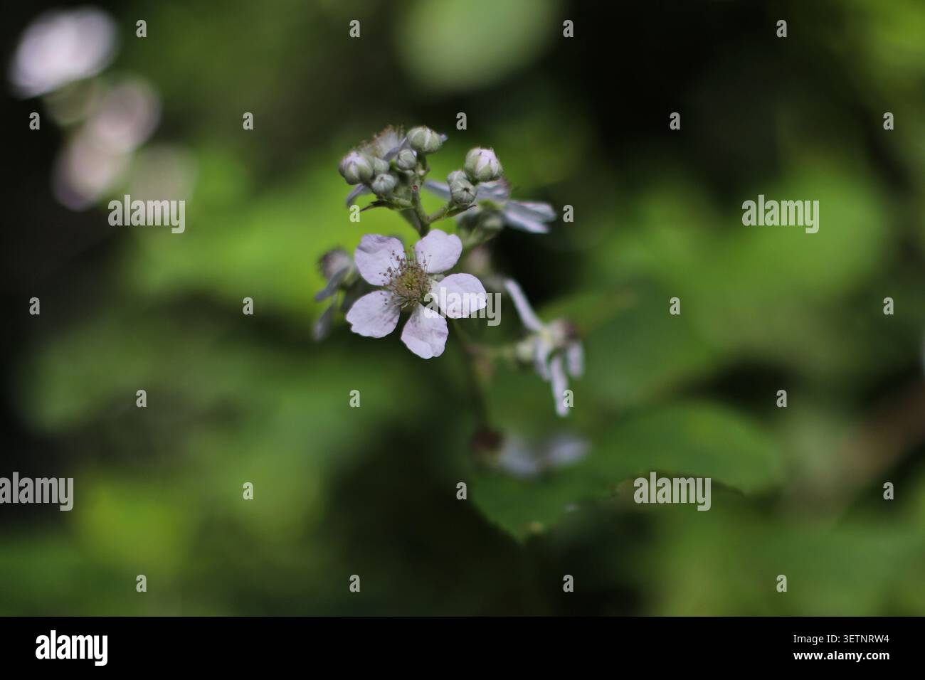 Fleur de mûre sauvage en gros plan Banque D'Images