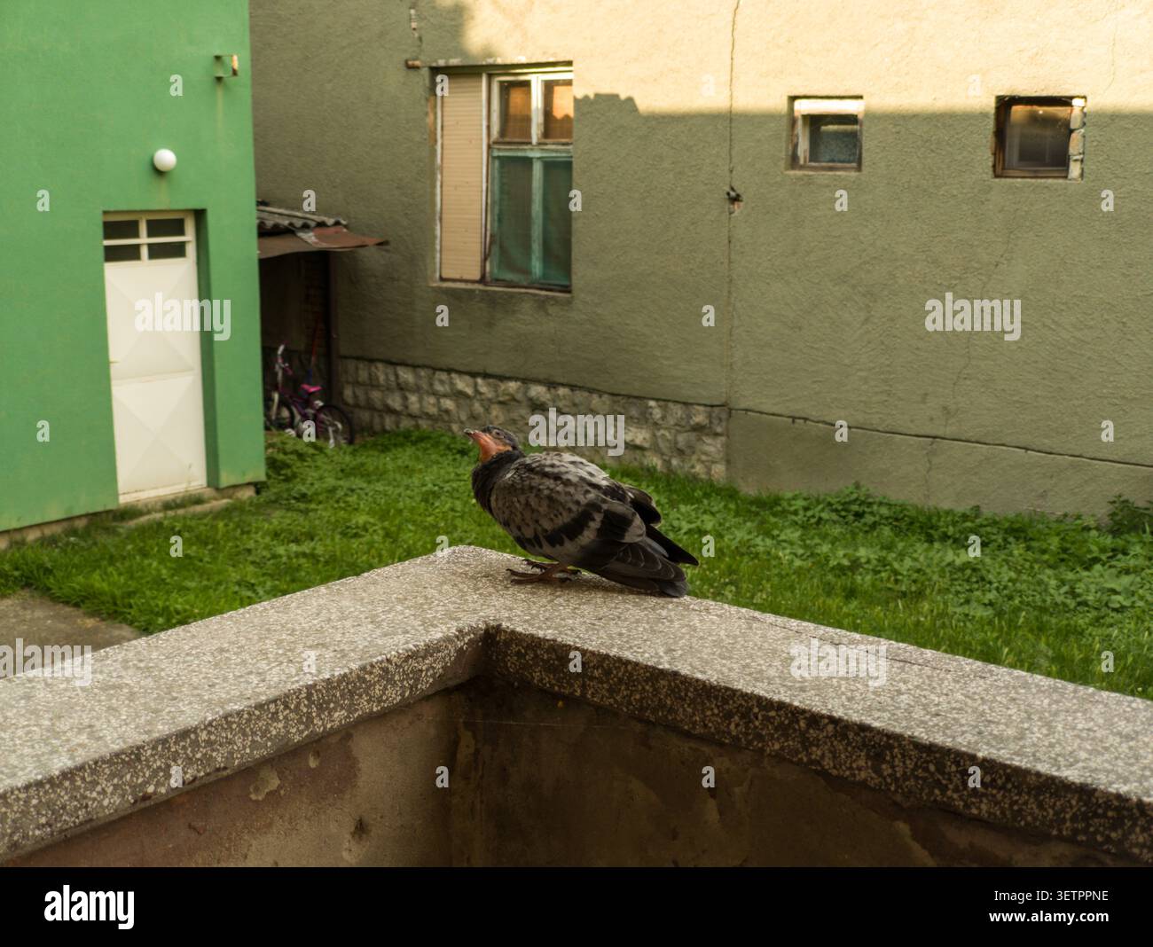 Jeune assise de pigeon sauvage assise sur un rebord de balcon en béton, poussin de pigeon de rue reposant avec fond de cour urbaine. Banque D'Images