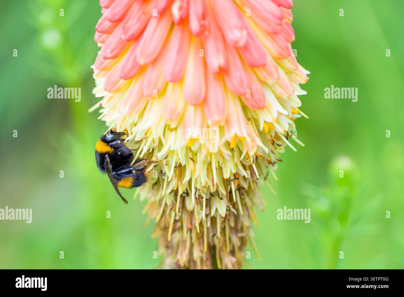 Bourdon collectant le pollen d'une fleur, Écosse, Royaume-Uni Banque D'Images
