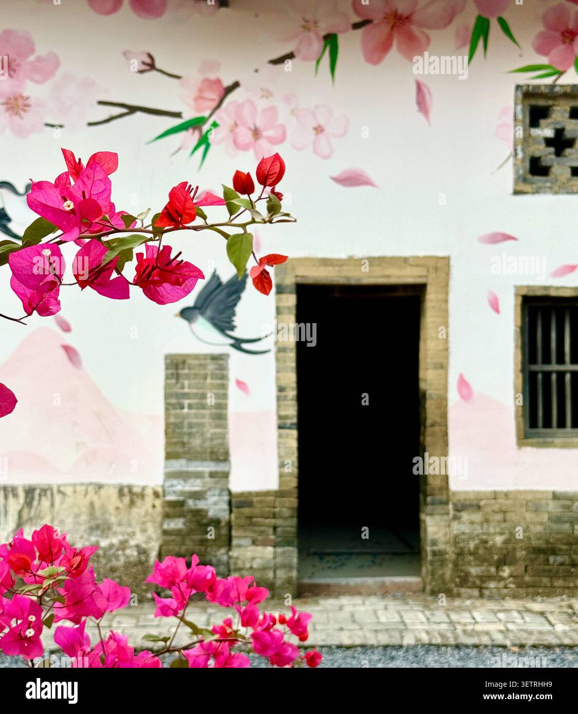 Fleurs de bougainvilliers magenta vives devant le vieux mur de bâtiment du village chinois peint avec une fresque de fleurs de cerisier rose, Pengdong Ancient Village, Gu - Image de stock capturée avec un smartphone