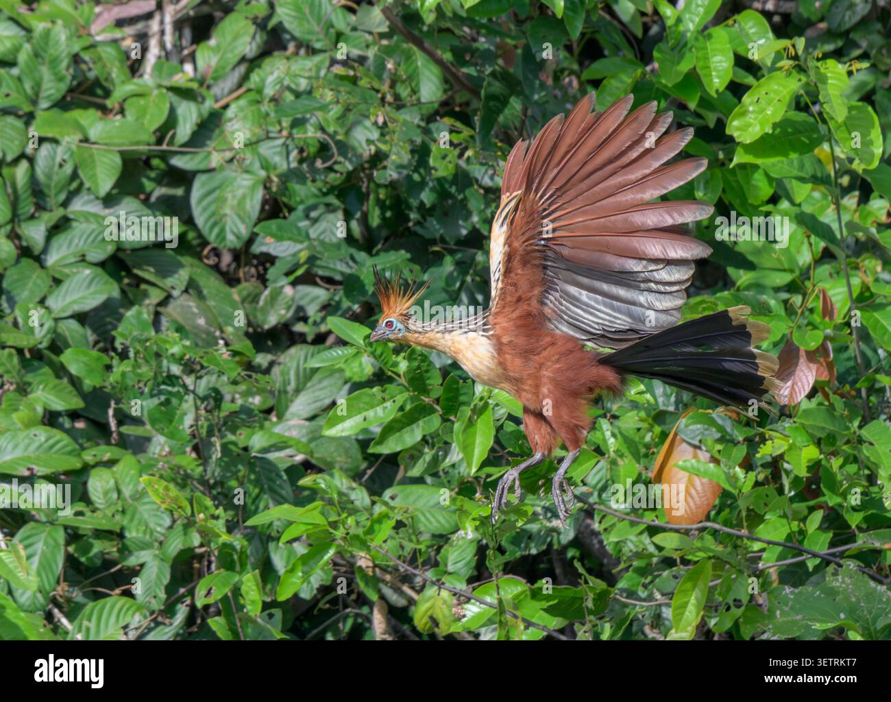 Hoatzin (Opisthocomus hoazin) décollant d'un arbre dans la forêt tropicale, Parc National de Manu, Pérou. Banque D'Images