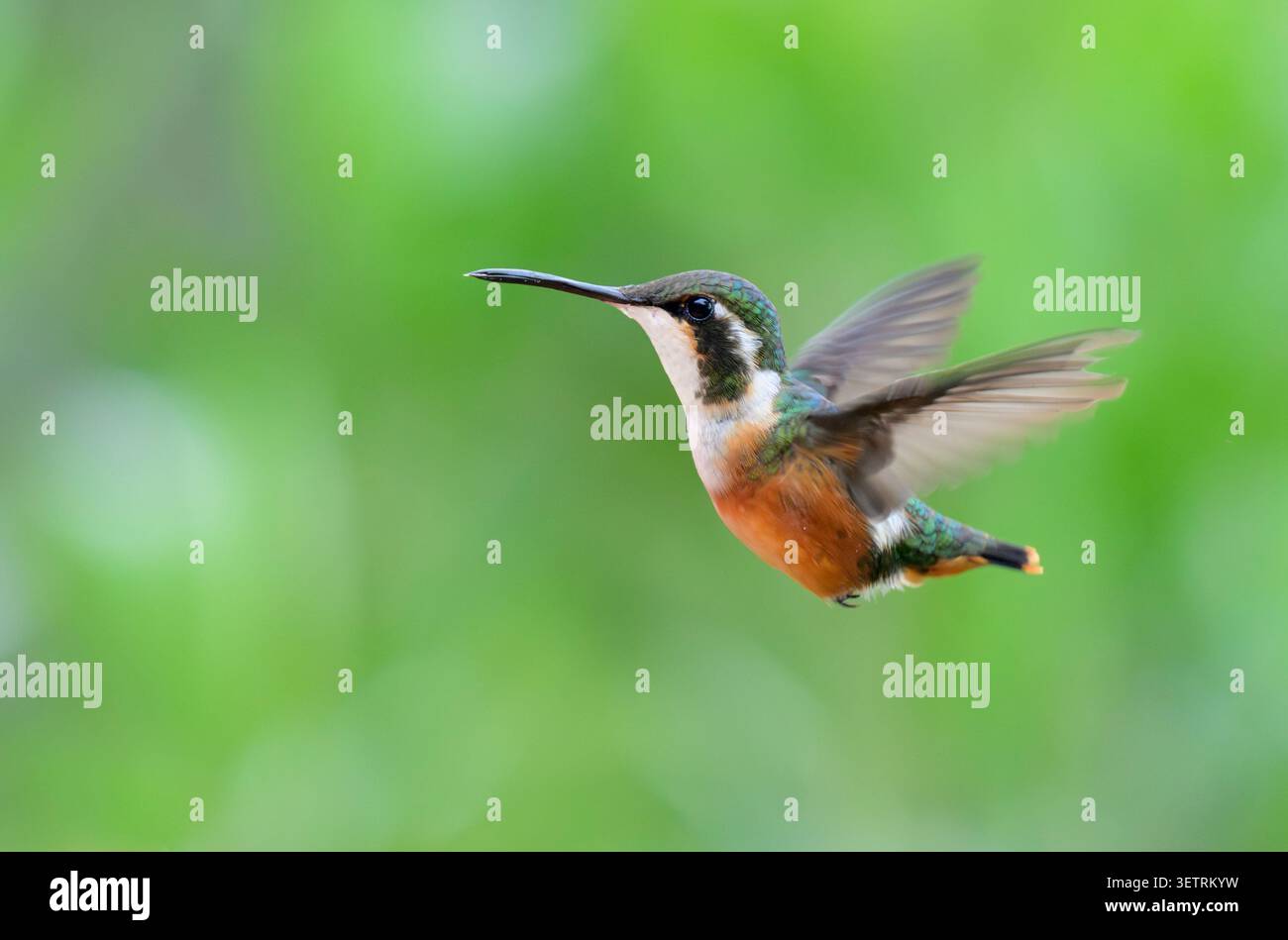 Colibri-étoile à ventre blanc (Chaetocercus mulsant) femelle en vol, région de Cusco, Pérou. Banque D'Images