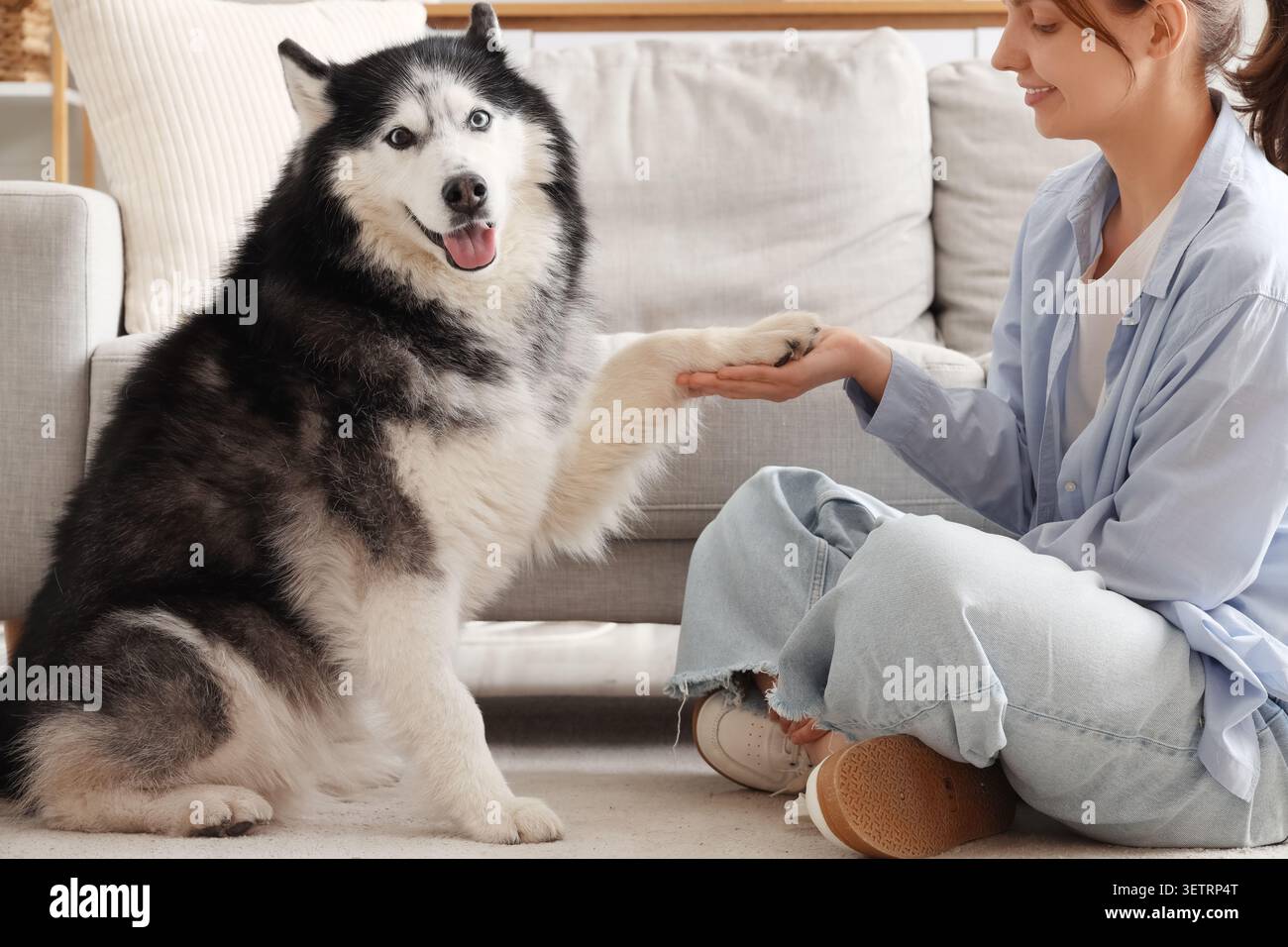 Jeune femme apprenant le chien Husky à secouer la patte à l'intérieur Banque D'Images