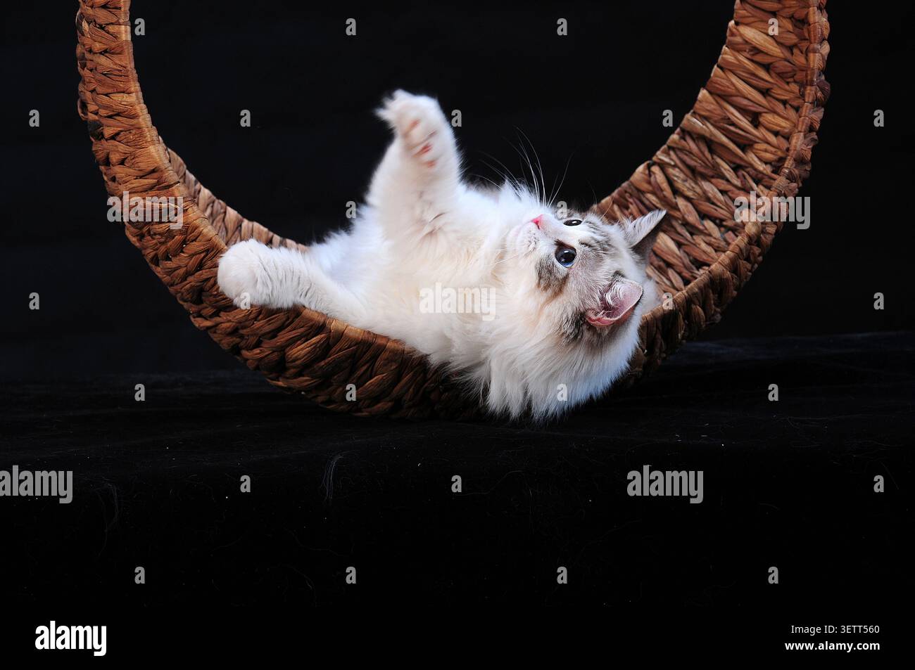 Un chaton ragdoll ludique et moelleux avec un doux manteau crème et blanc se trouve à l'envers dans un lit de chat en rotin tissé à la main en forme de croissant. Son œil bleu vif Banque D'Images