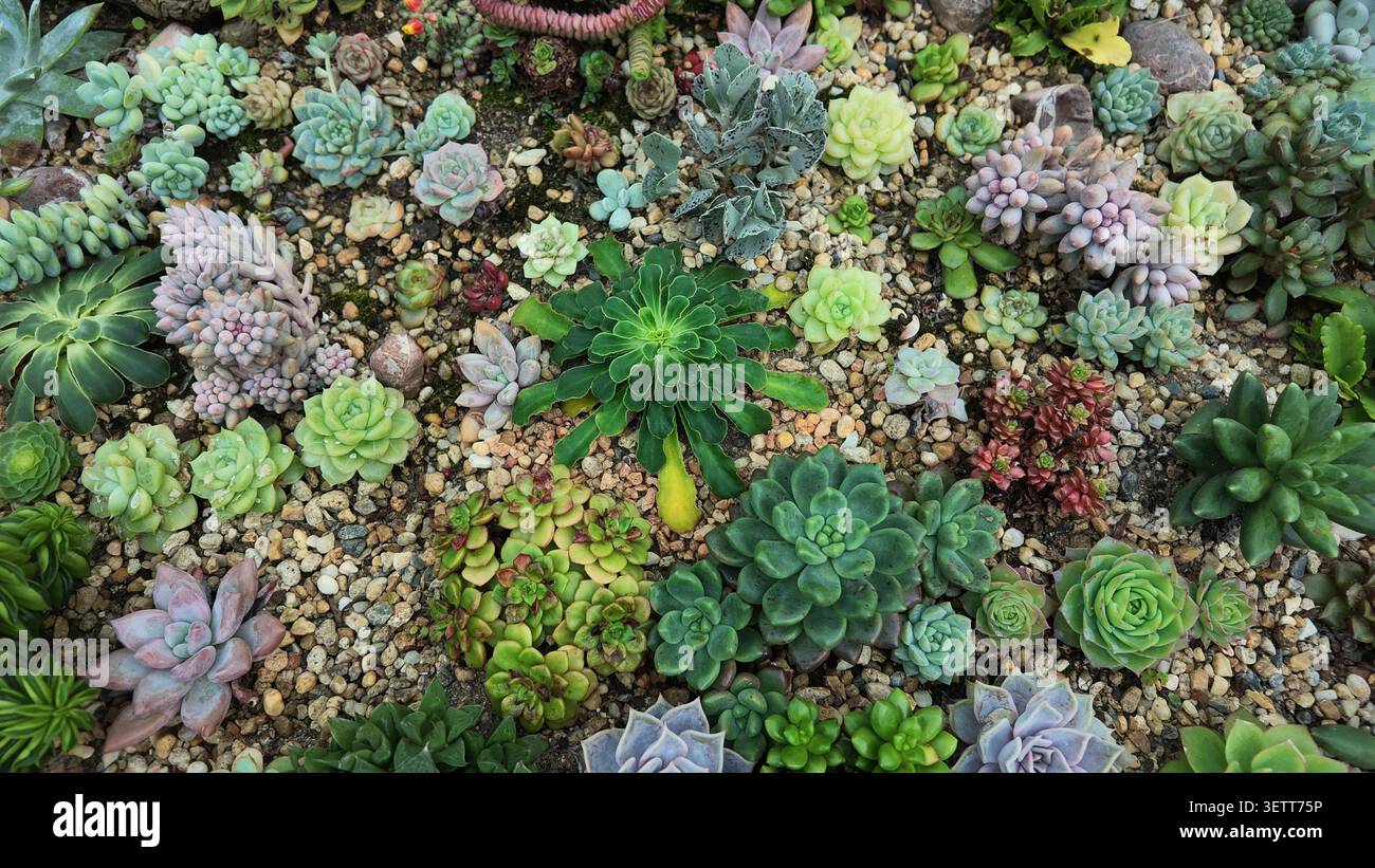 mélange d'espèces succulentes, qui sont connues pour leur capacité à stocker l'eau dans des feuilles épaisses Banque D'Images