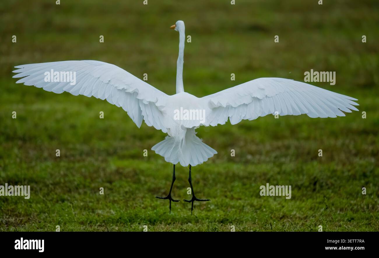 Grande aigrette affichant des ailes Banque D'Images