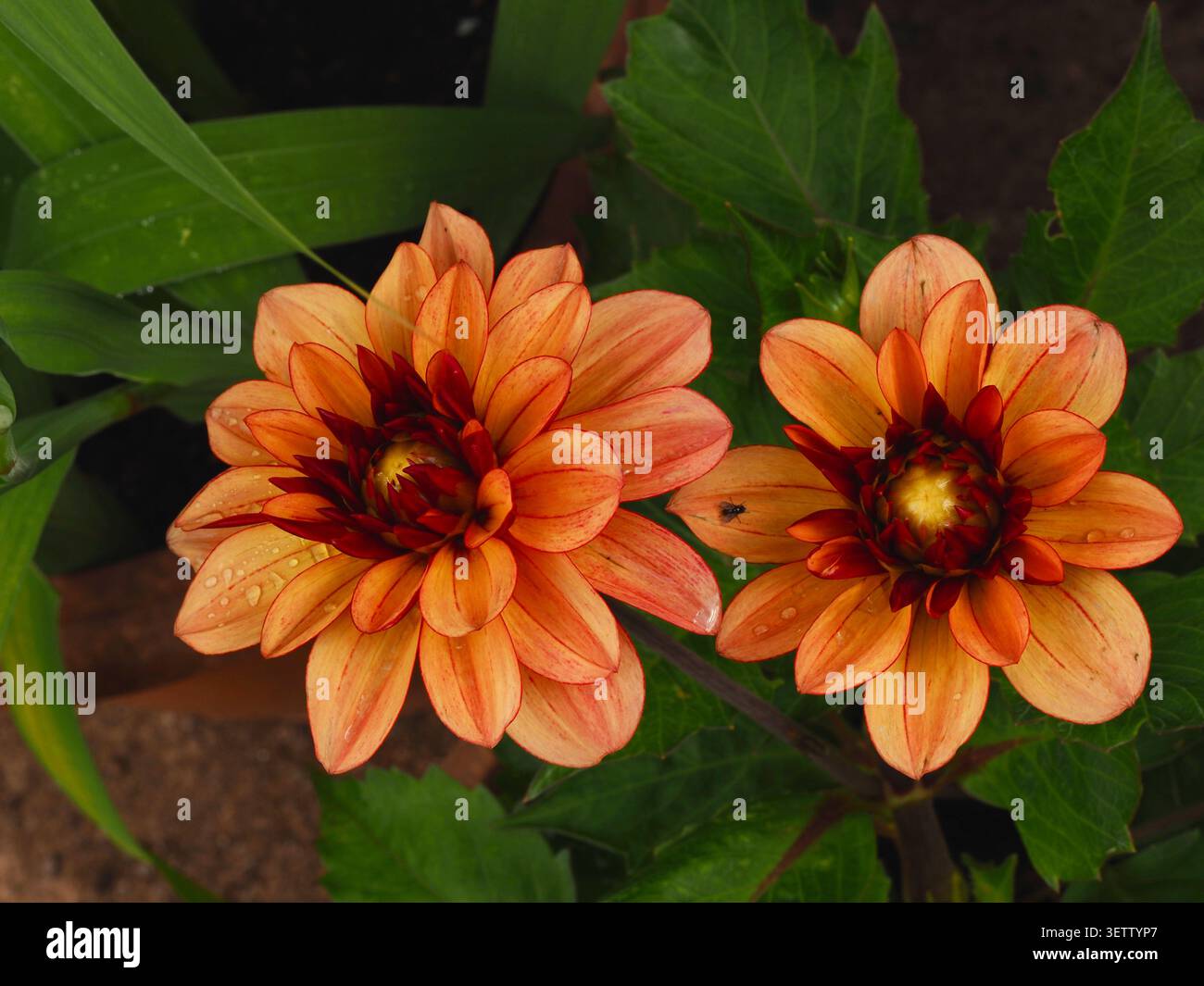 Dahlias à deux tons en orange pâle et noir Rec Banque D'Images