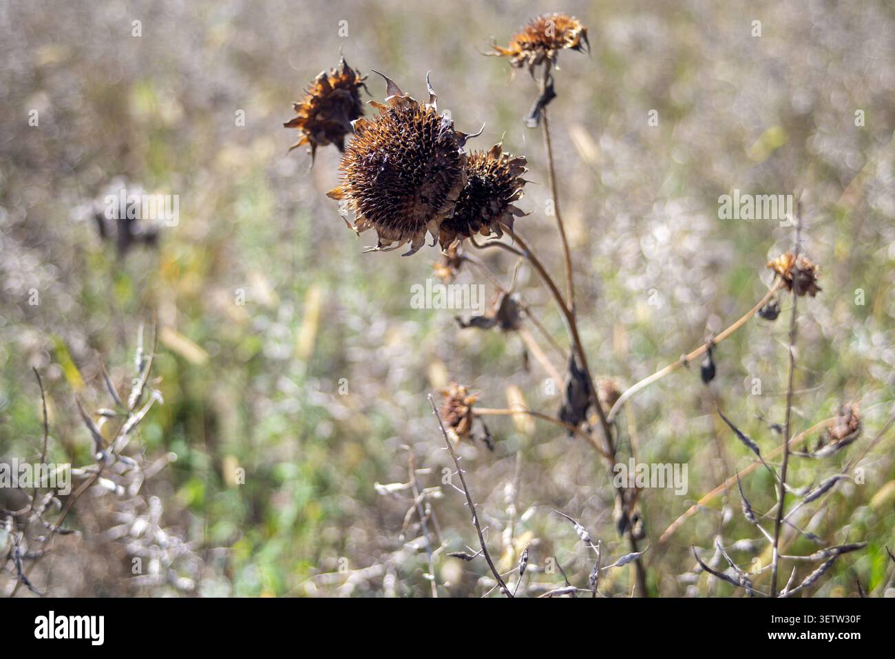 Photo macro de têtes de graines de chardon sèches et fanées sur des tiges dans un pré à la fin de l'été ou en automne. Banque D'Images