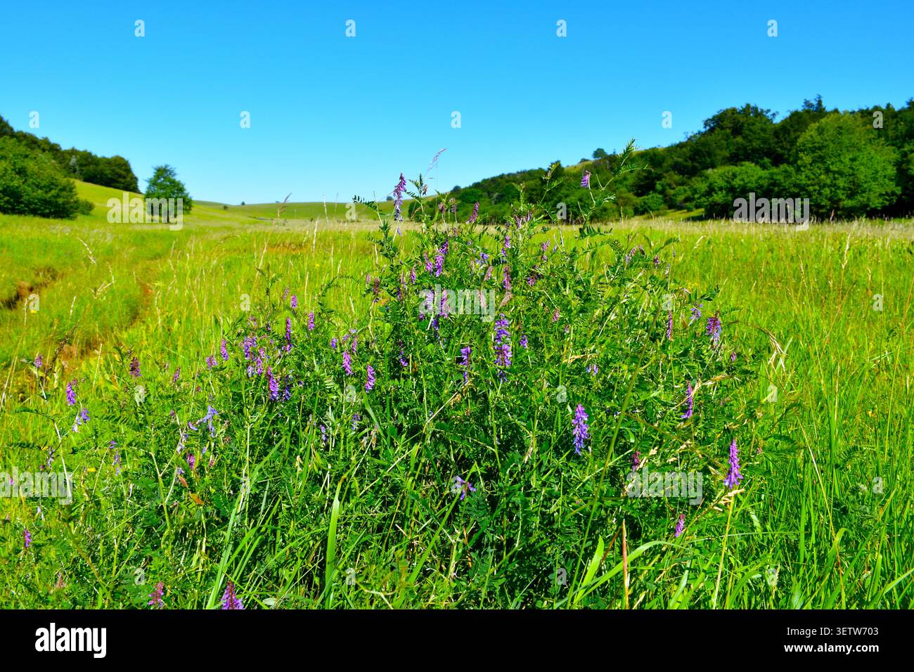 Purpe fleur bleue vesce (Vicia cracca) plante dans un pré Banque D'Images