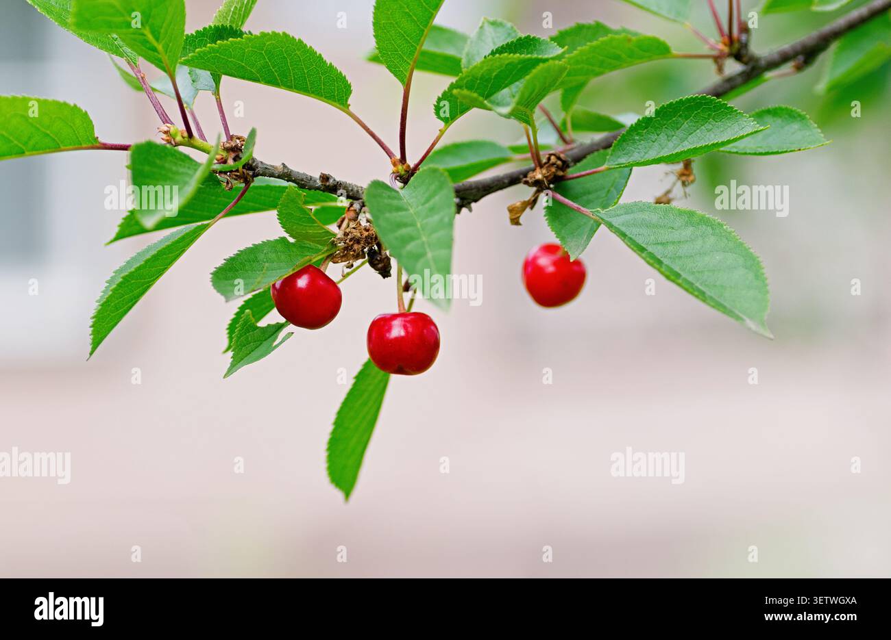Baies de cerise rouge vif (Prunus avium) sur une branche d'arbre avec des feuilles vertes fraîches. Scène estivale minimaliste, mettant en évidence une alimentation propre, un wellbei naturel Banque D'Images