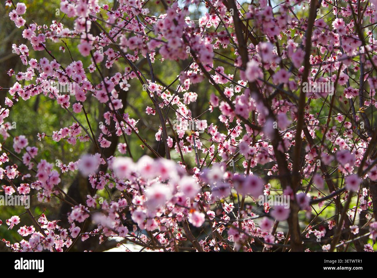 Prune cerise noire fleurie en Australie occidentale. L'image montre de petites fleurs de couleur chaude recouvrant des branches d'arbre au printemps. Banque D'Images
