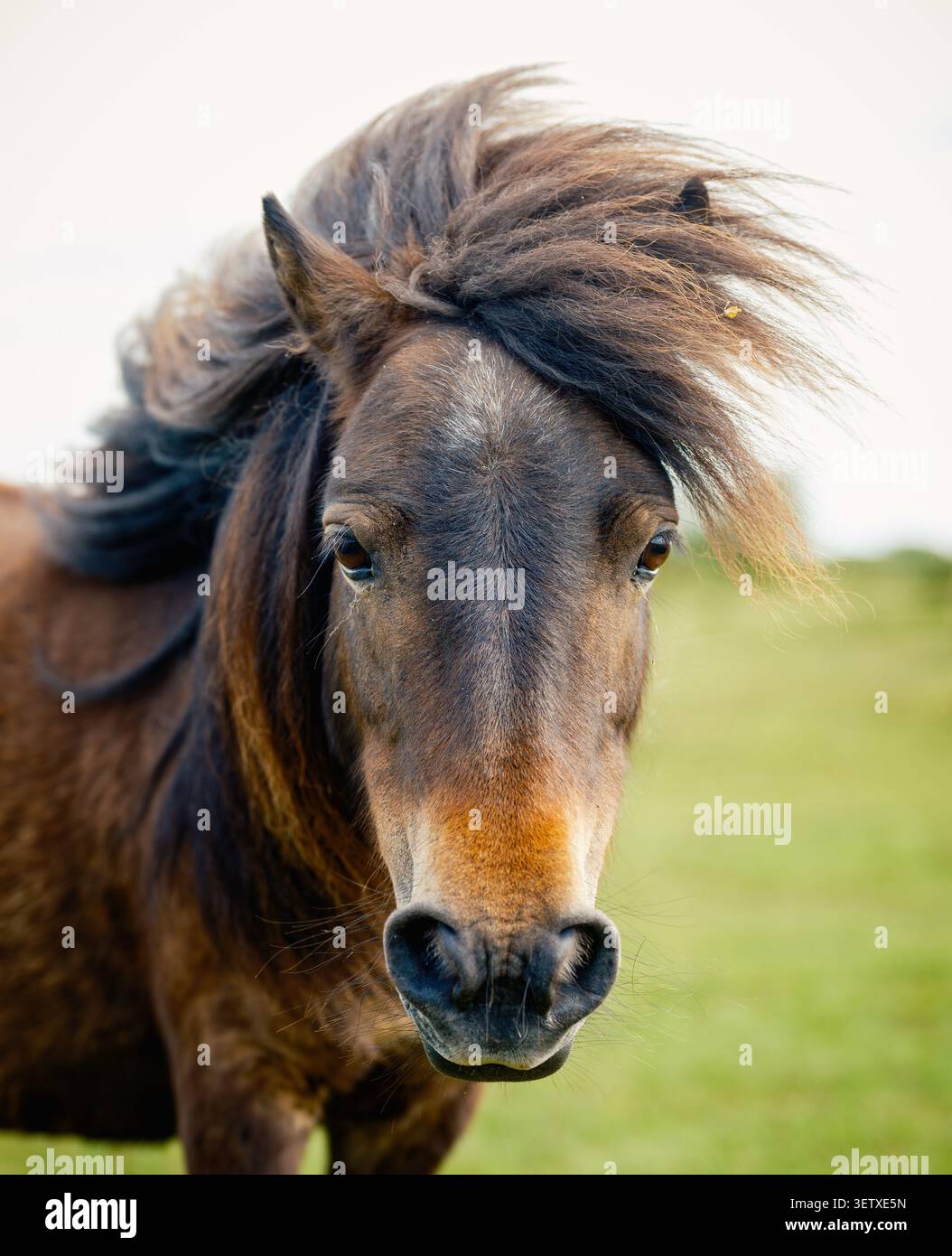 Un poney Shetland sauvage dans le New Forest du Hampshire en Angleterre avec une belle longue crinière qui semble plutôt élégante Banque D'Images