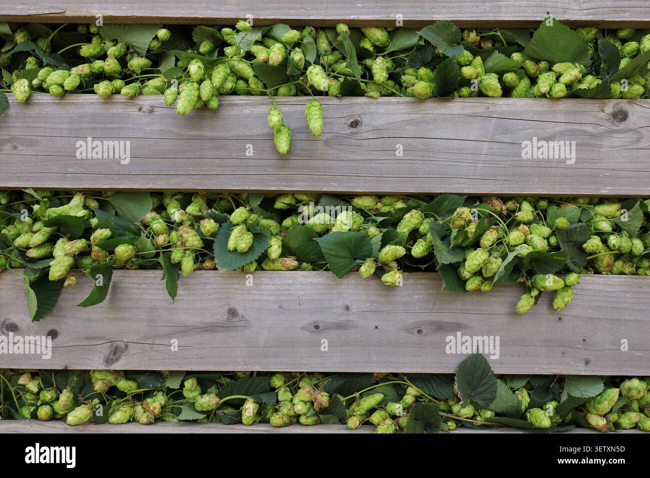Cônes de houblon fraîchement récoltés recueillis dans une caisse pendant la saison de récolte. Produit agricole prêt à être transformé et utilisé dans le brassage de la bière, bière artisanale Banque D'Images