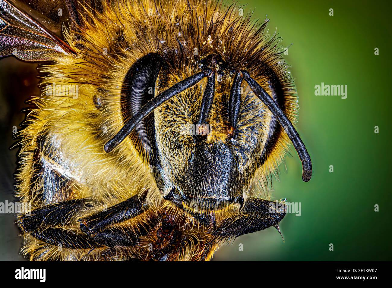 Portrait en gros plan d'une abeille (APIs) Banque D'Images