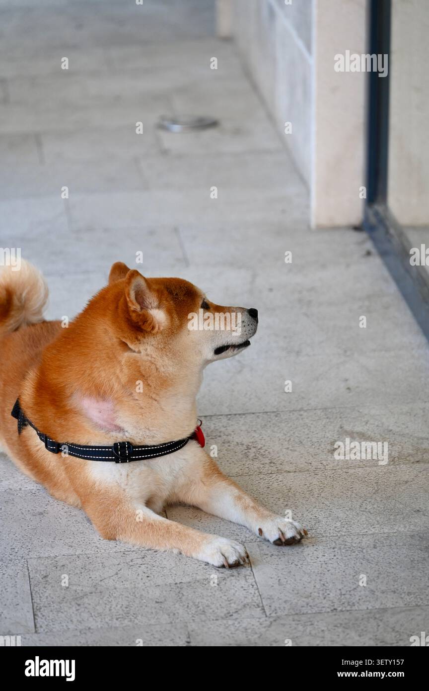 Un beau portrait vertical d'un chien Shiba Inu rouge pur portant un harnais noir, allongé sur un sol en pierre claire. Banque D'Images