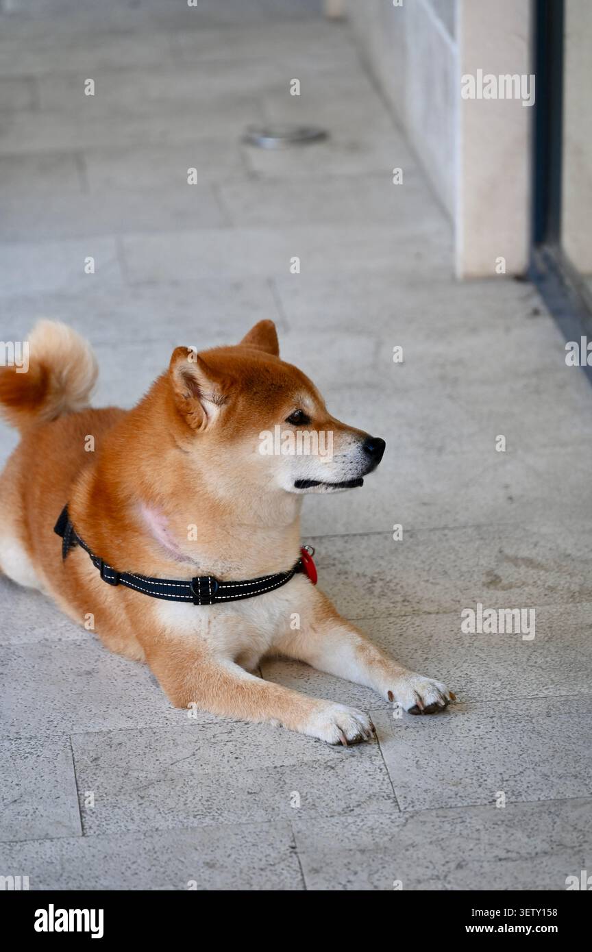 Un beau portrait vertical d'un chien Shiba Inu rouge pur portant un harnais noir, allongé sur un sol en pierre claire. Banque D'Images