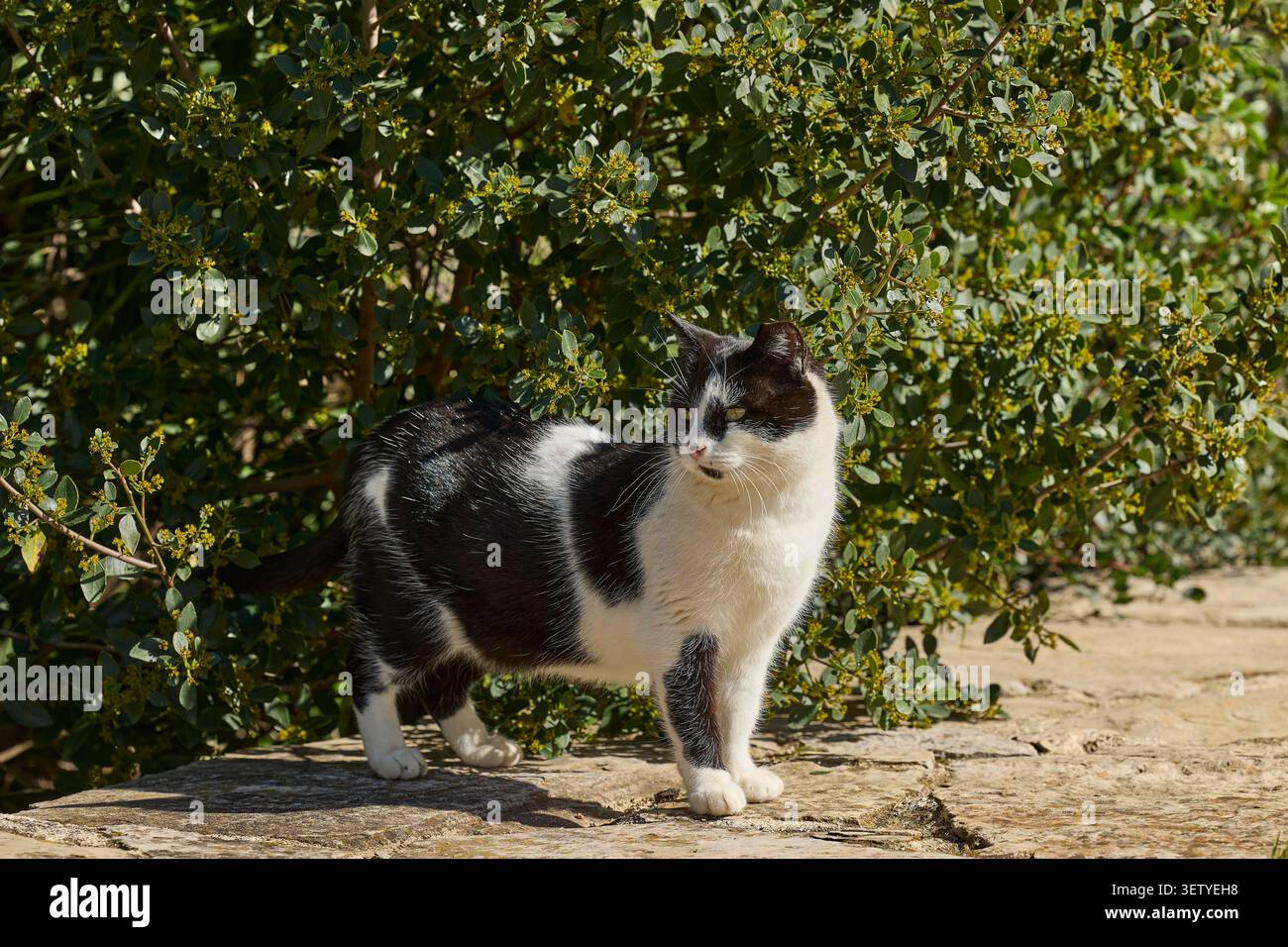 Chat domestique noir et blanc debout sur la terrasse en pierre dans le jardin ensoleillé. Banque D'Images