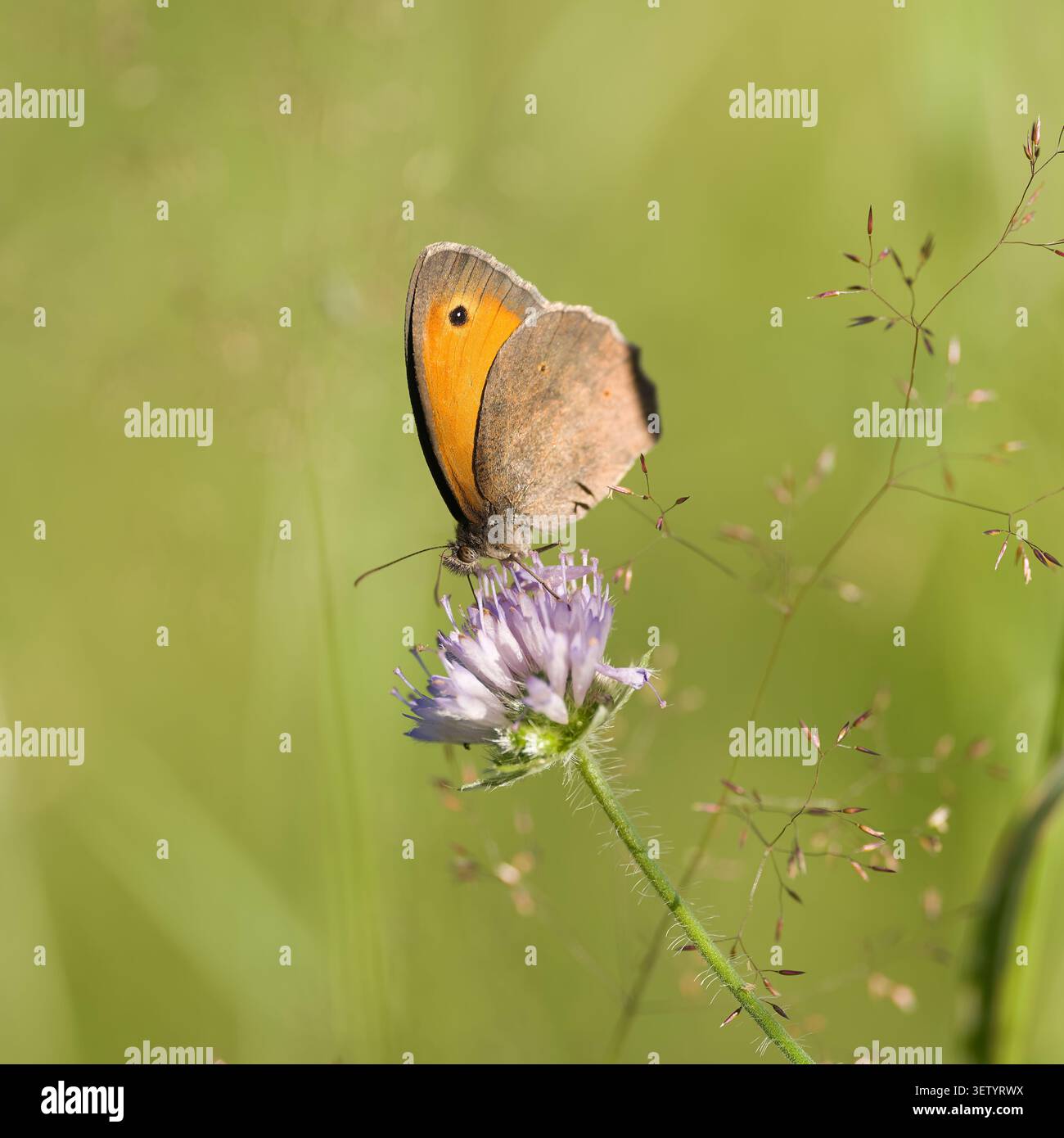 Prairie Brown, Maniola jurtina, grosses Ochsenauge, sur un champ Scabious, Knautia arvensis, dans un pré en été Banque D'Images