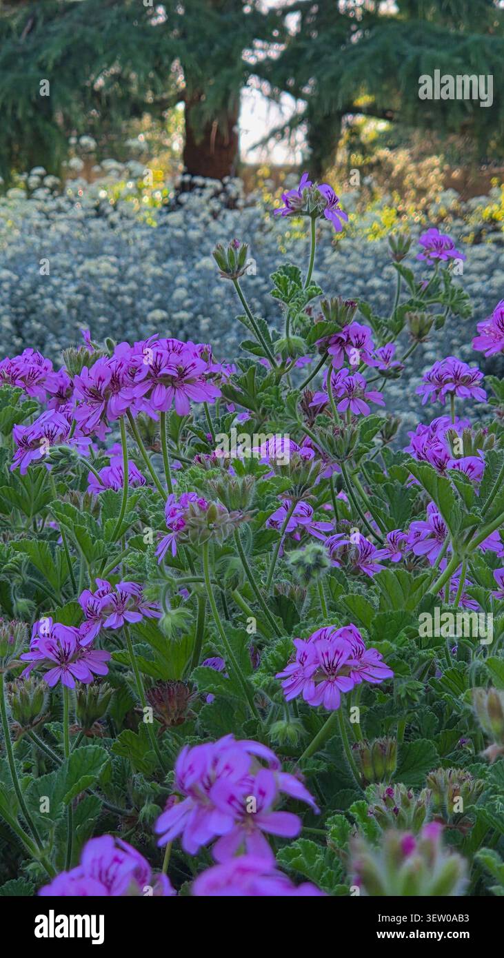 Pelargonium graveolens fleurissant dans un jardin botanique avec des arbres à feuilles persistantes au Portugal Banque D'Images
