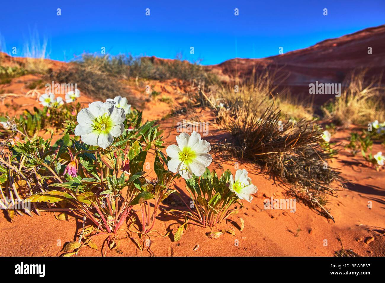 Fleurs du désert blanc et grès rouge dans le paysage du désert de printemps Banque D'Images