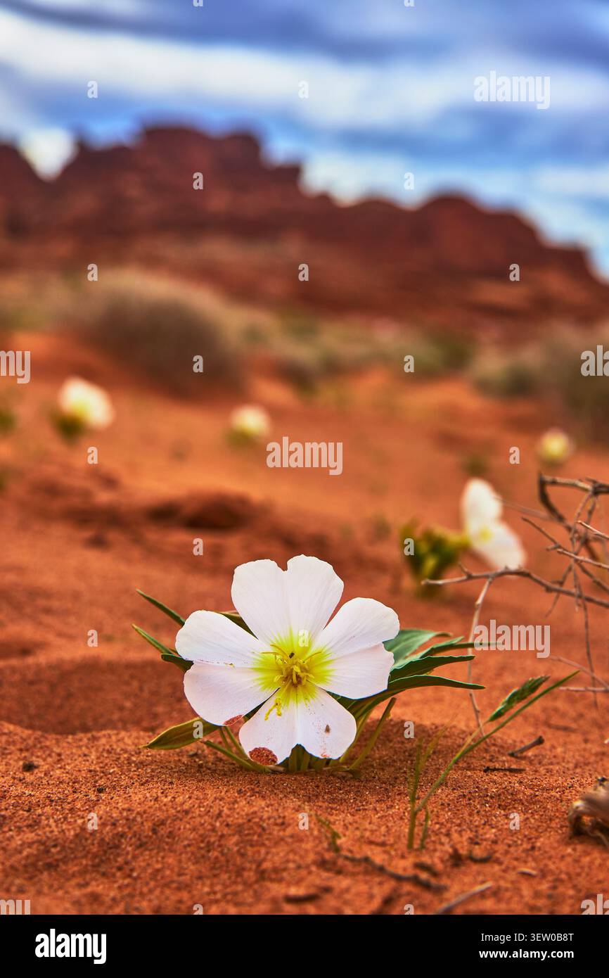 Fleur du désert blanc en sable rouge avec Red Rock flou et Spring Sky Banque D'Images