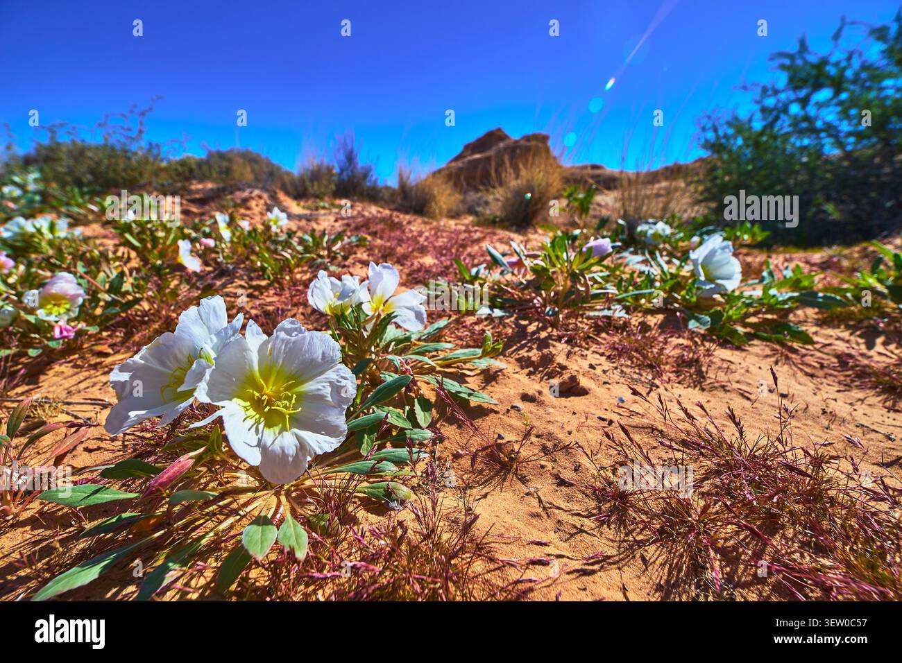 Fleurs sauvages du désert de printemps et sable ensoleillé dans le paysage Nevada Valley of Fire Banque D'Images