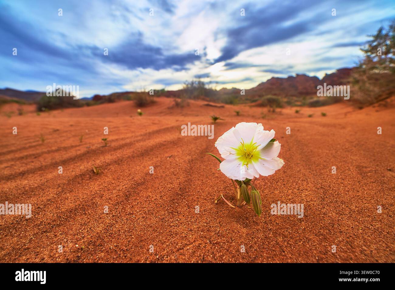 Fleur du désert blanc fleurissant dans le sable rouge sous un ciel de printemps spectaculaire Banque D'Images