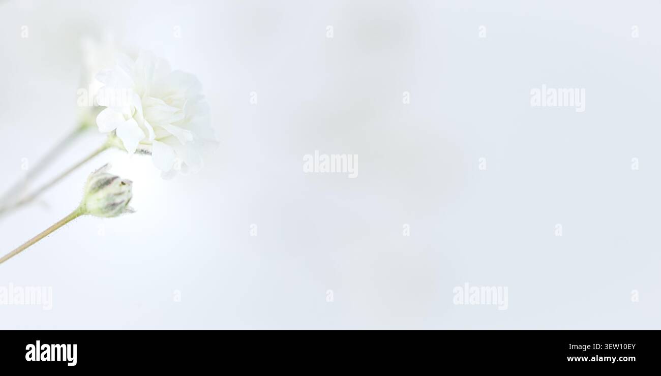 Une seule fleur de souffle de bébé blanc délicat et bourgeon dans une lumière douce sur un fond blanc brillant. Botanique éthérée légère et aérée. Minimalisme extrême Banque D'Images