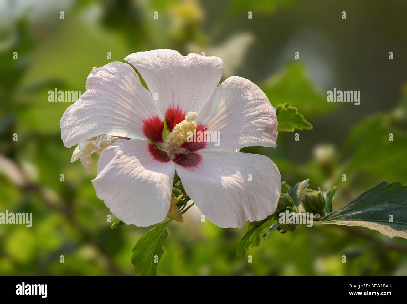 Fleur d'hibiscus blanc avec centre rouge dans la lumière naturelle du jardin Banque D'Images