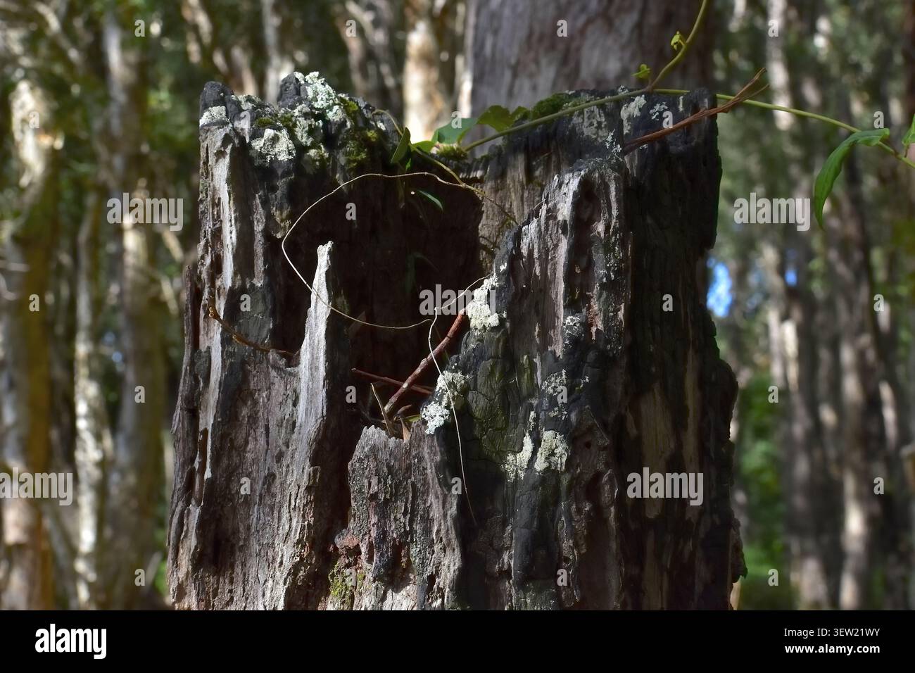 Un tronc d'arbre rugueux et fissuré s'élève du sol de la forêt, ses bords déchiquetés sont recouverts de mousse et de lichens pâles. Banque D'Images