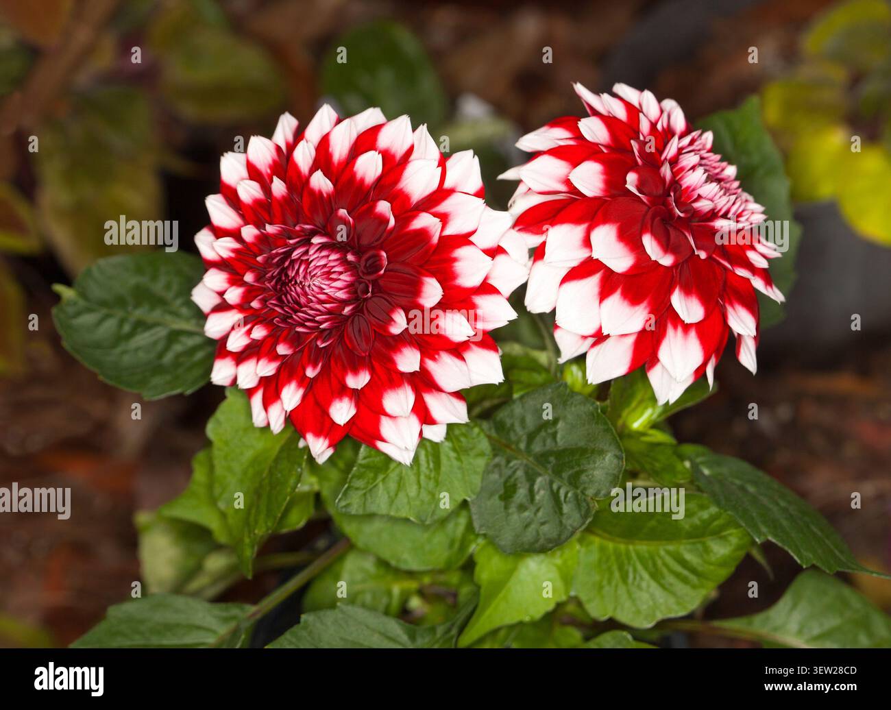 Deux fleurs spectaculaires rouge vif et blanc de dahlia, une plante tubéreuse de jardin, sur un fond de feuillage vert foncé Banque D'Images
