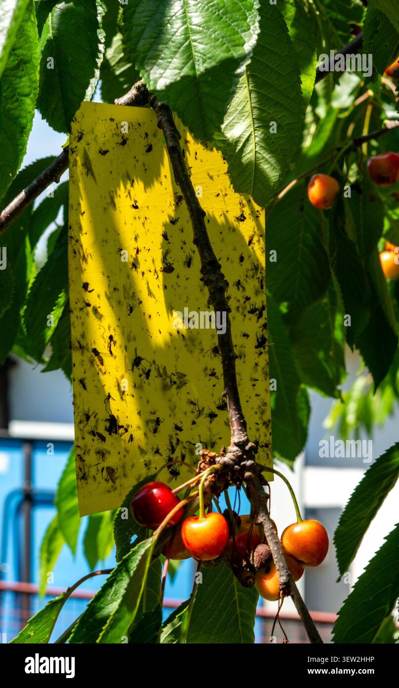 Piège collant jaune pour une infestation d'insectes dans un cerisier Banque D'Images