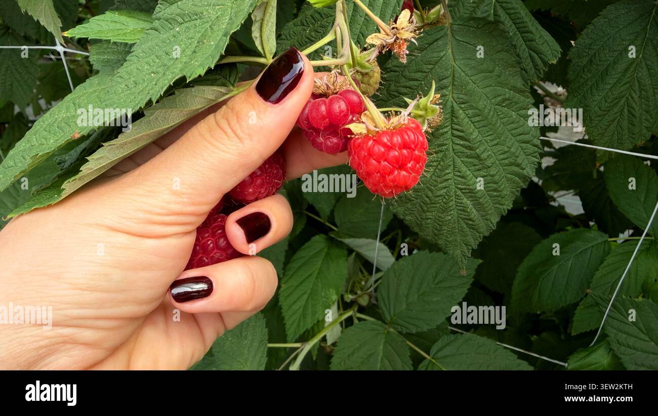 Main d'une femme avec du vernis à ongles foncé cueillant des framboises rouges mûres dans un buisson entouré de feuilles vertes dans un cadre de jardin Banque D'Images