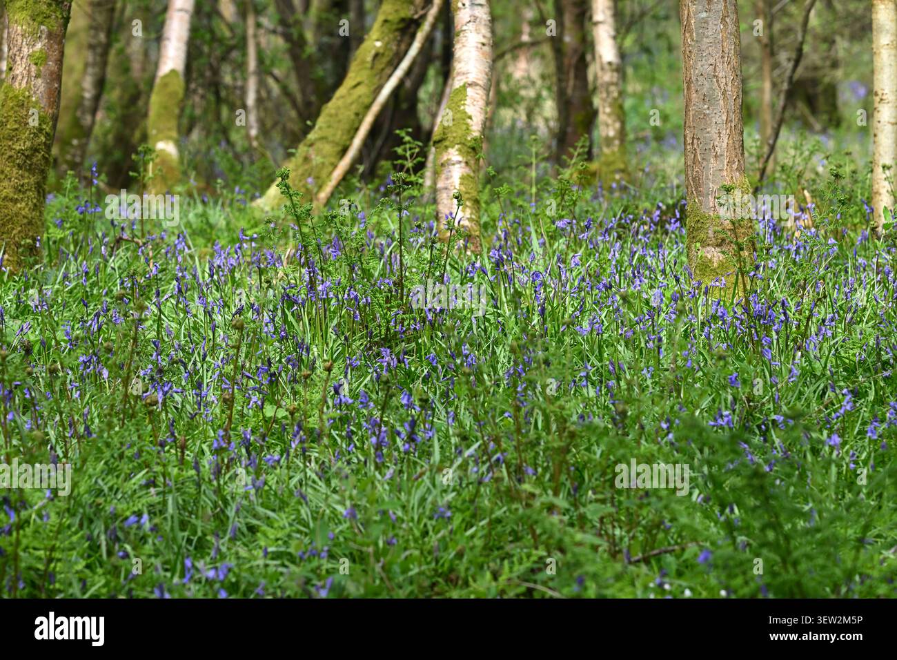 Belles fleurs de printemps bleues de Bluebells anglais, Hyacinthoides non-scripta dans le bois britannique mai Banque D'Images