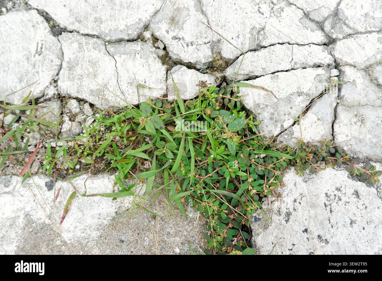 Vue portrait en gros plan d'un amas d'herbe sauvage et de petites plantes poussant vigoureusement à partir d'une grande fissure dans une surface de béton fissurée. Banque D'Images