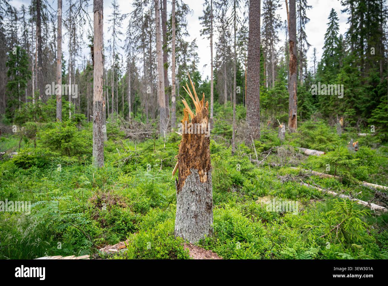 Prairie forestière avec des épinettes détruites après l'ouragan et l'invasion de coléoptères de l'écorce. Banque D'Images