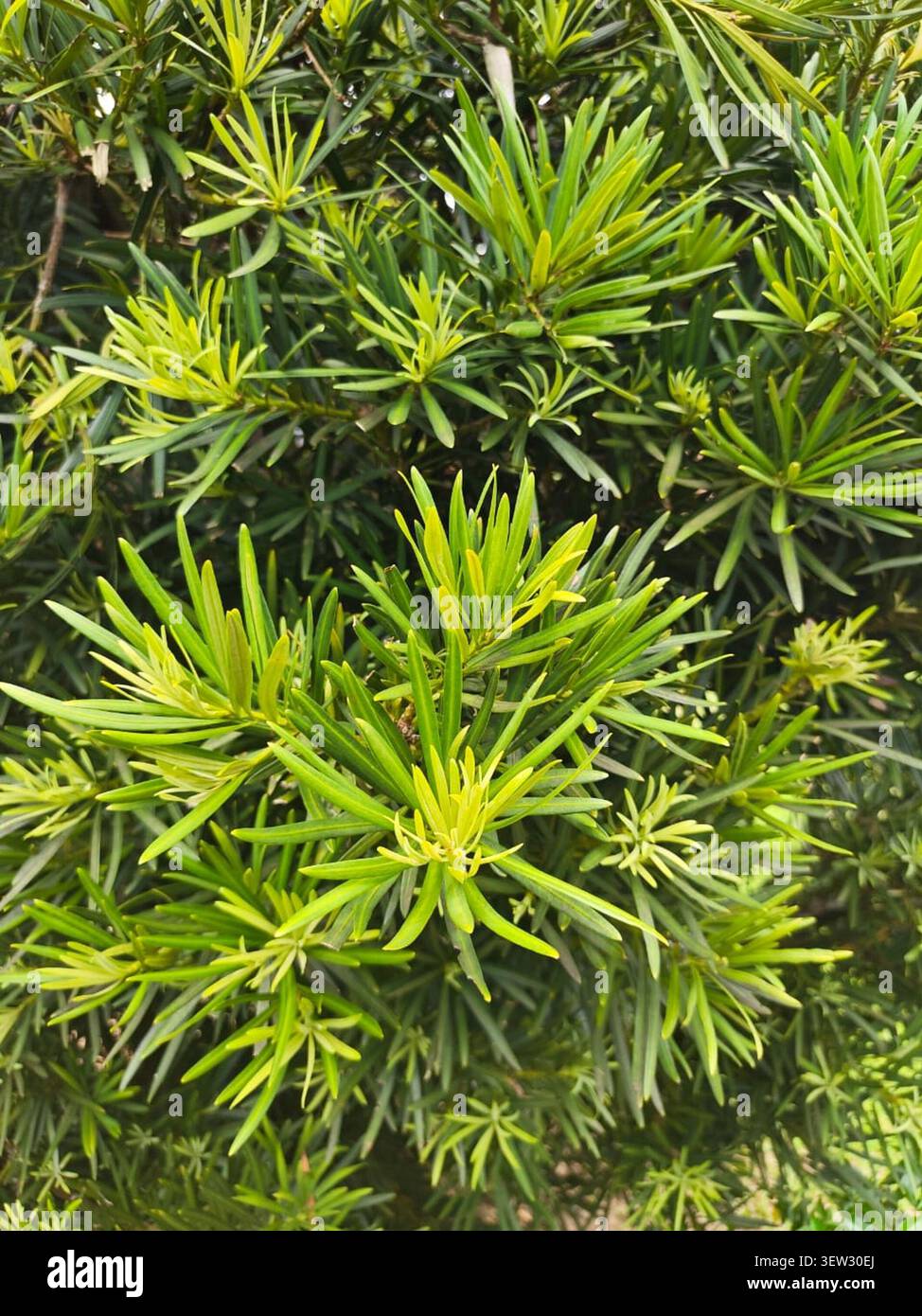 Une texture plein écran au-dessus montrant le motif dense et superposé des feuilles en forme d'aiguilles vert vif d'un conifère. Idéal pour fond d'écran. Banque D'Images