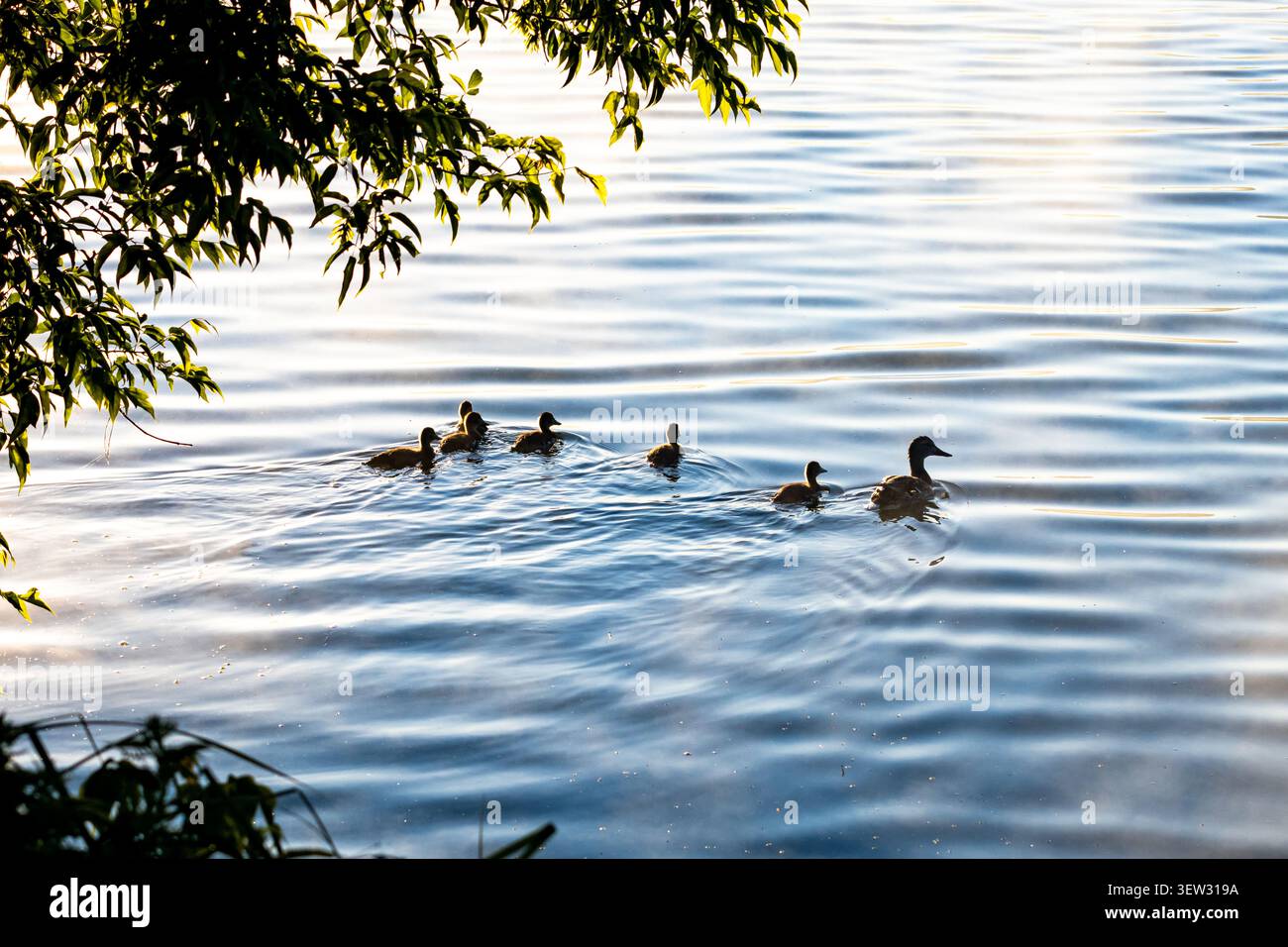 Sous un ciel matinal pâle, une famille de canards navigue en formation facile. Chaque poussin suit le rythme et la surface dessine des lignes argentées derrière eux. De simples hommes de mouvement Banque D'Images