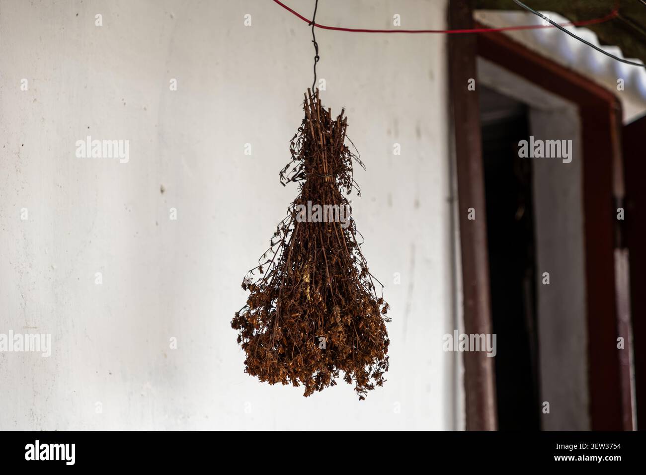 Des plantes médicinales en bottes sont suspendues à sécher dans une ferme, mettant en valeur des pratiques de récolte traditionnelles durables et la conservation minutieuse du n biologique Banque D'Images