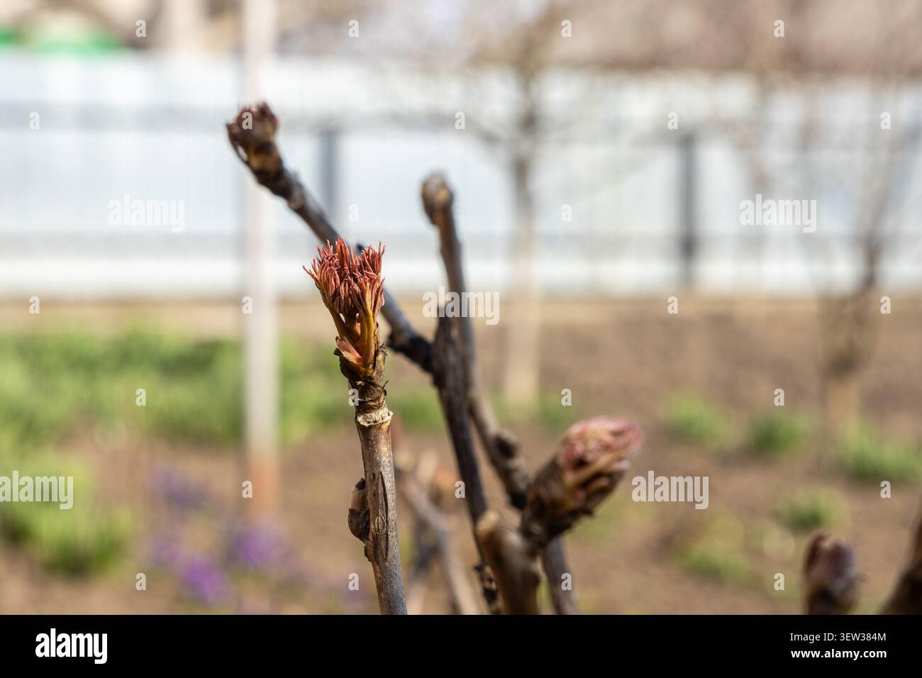 Vue macro des bourgeons floraux de pivoine émergeant du sol au début du printemps, représentant le changement saisonnier, le cycle de vie botanique, le jardinage et le peacefu Banque D'Images