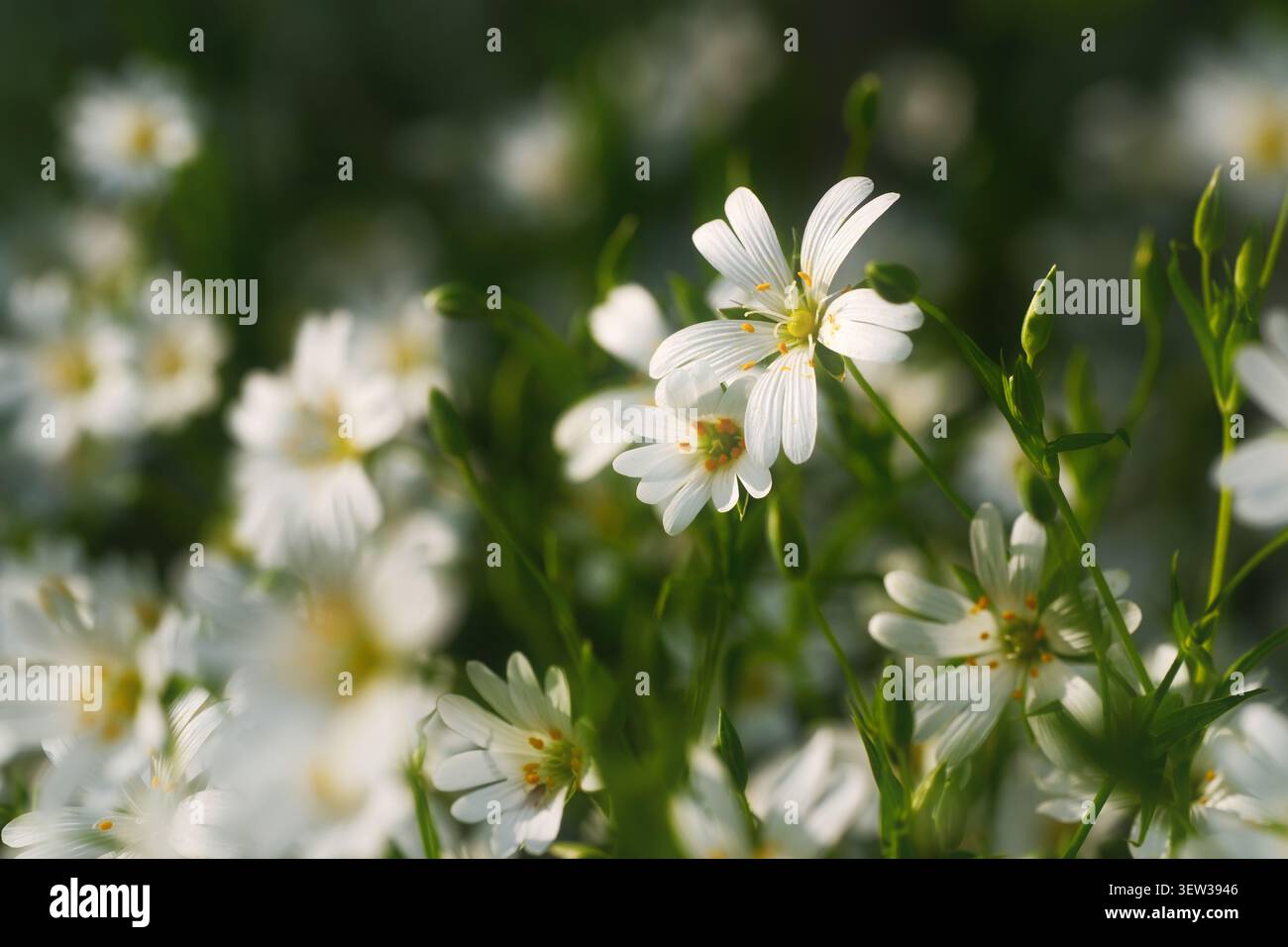 Petites fleurs de printemps blanches Starwort sur un pré avec un fond flou foncé Banque D'Images