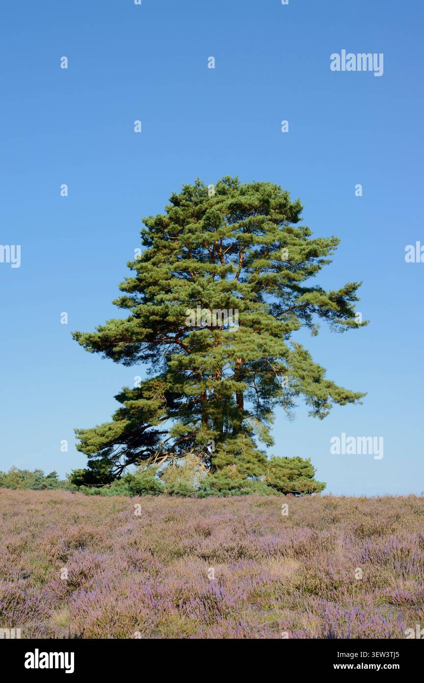 PIN sylvestre (Pinus sylvestris) dans un paysage de landes en fleurs, Westruper Heide, Rhénanie du Nord-Westphalie, Allemagne | Gemeine Kiefer (Pinus sylvestris) Banque D'Images