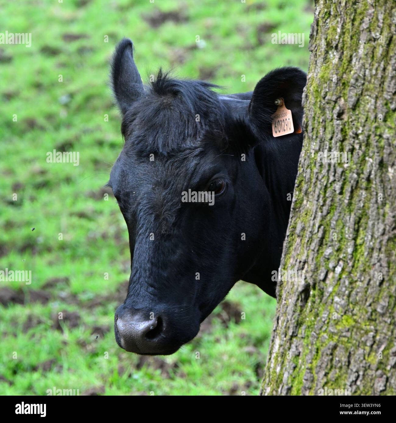 Tête de jeune vache Angus noire, ou génisse, avec une étiquette d'oreille jaune, regardant derrière un arbre. Banque D'Images